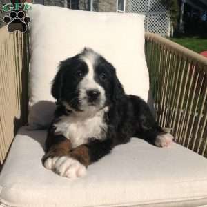 Angel, Bernedoodle Puppy